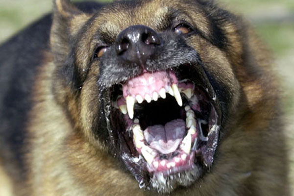 angry-dog